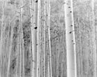 Aspens near Snowmass Colorado, 2000