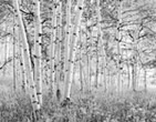 Aspens near Snowmass Colorado, 2000