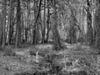 Woodland Trail, Assateague Island Virginia, 2002