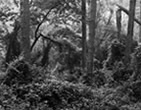 Morning Mist, Woodland Trail, Assateague Island Virginia, 2007