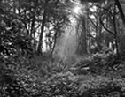 Morning Light, Woodland Trail, Assateague Island Virginia, 2007