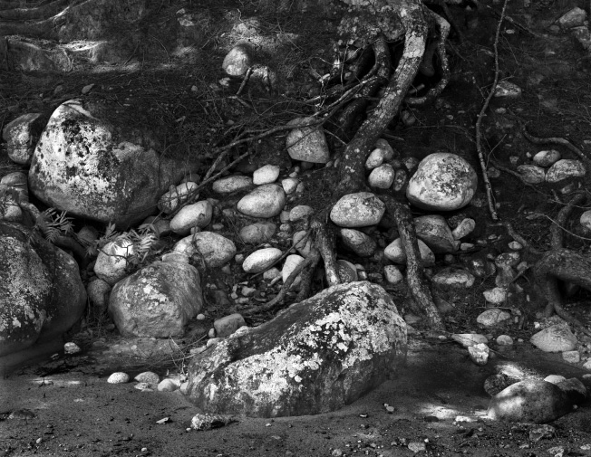 Roots and River Stones, Wild River Maine, 2008