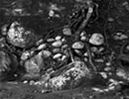 River Stones and Tree Roots, Wild River Maine, 2008