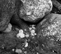 River Stones and Tree Trunk, Wild River Maine, 2008