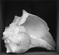 Conch Shell, 2008