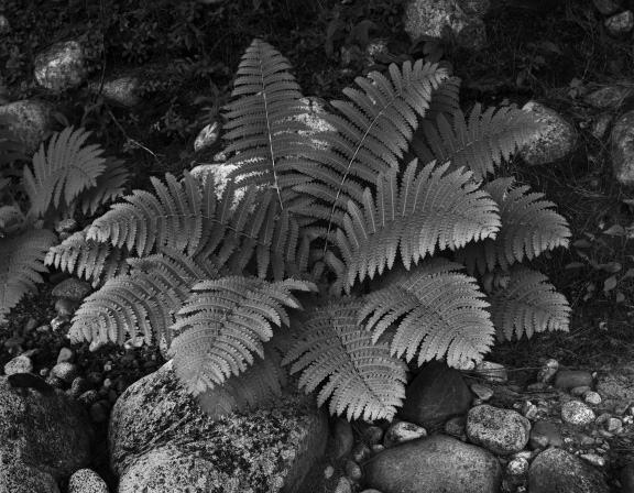 Fern and River Stones, Wild River Maine, 2010