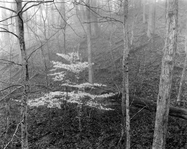 White Tree, Early Morning Mist, Hungry Mother State Park, Virginia, 2002