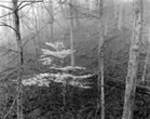 White Tree and Early MorningFog, Hungry Mother State Park Virginia, 2002