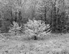 Spring Dogwoods, Blue Ridge Parkway, Virginia, 1968