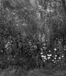 Rock Wall and Flowers, Blue Ridge Parkway Virginia, 1968