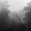 Tree, Stream and Early Morning Fog, Millerton NY 1964