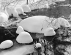 Winter Stream and Rocks, Joe English Reserve, 2005