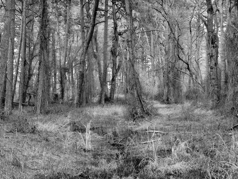 Woodland Trail, Assateague Island Virginia