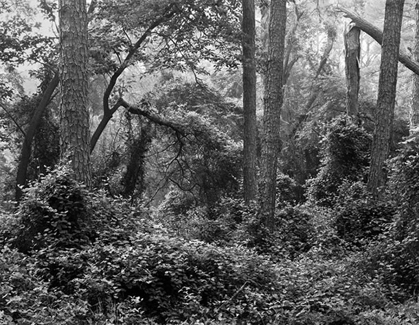 Woodland Trail, Assateague Island Virginia, 2007