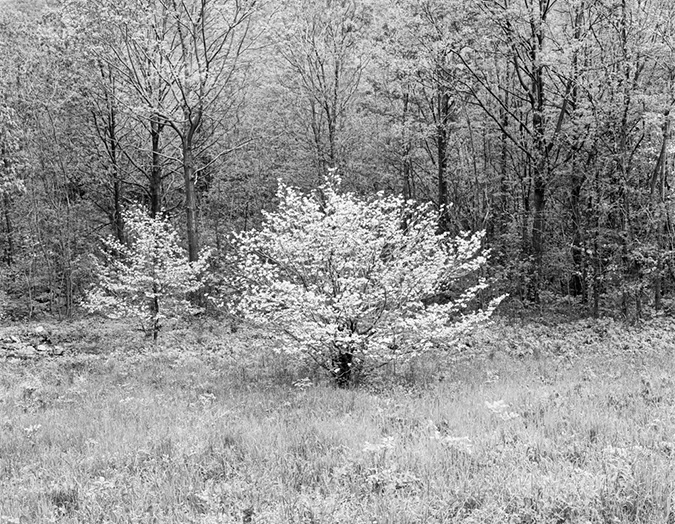 Spring Doogwoods, Blue Ridge Parkway Virginia, 1968