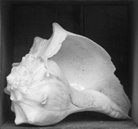 Conch Shell in a Bos, Amherst, NH 2009