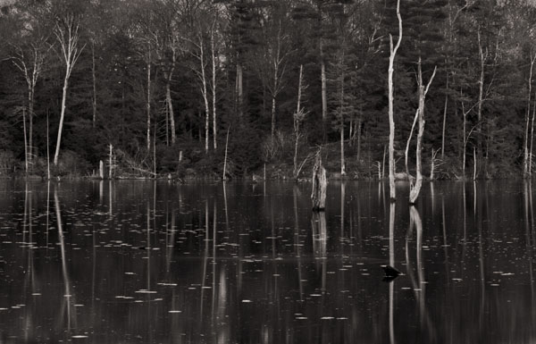 Beaver Pond, Heald Tract, NH 2012