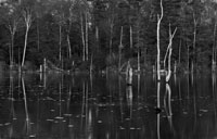 Beaver Pond, Heald Track, Wilton, NH 2012