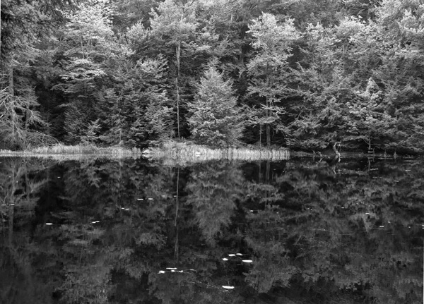 Summer Pond, Heald Track, Wilton NH 2013