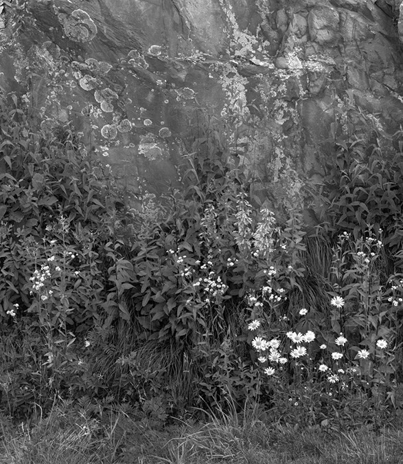 Rock Wall and Flowers, Blue Ridge Parkway Virginia, 1968